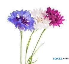 我的花园紫矢车菊养护流程