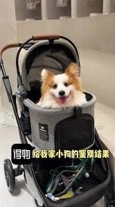 得物宠物鉴别步骤教程