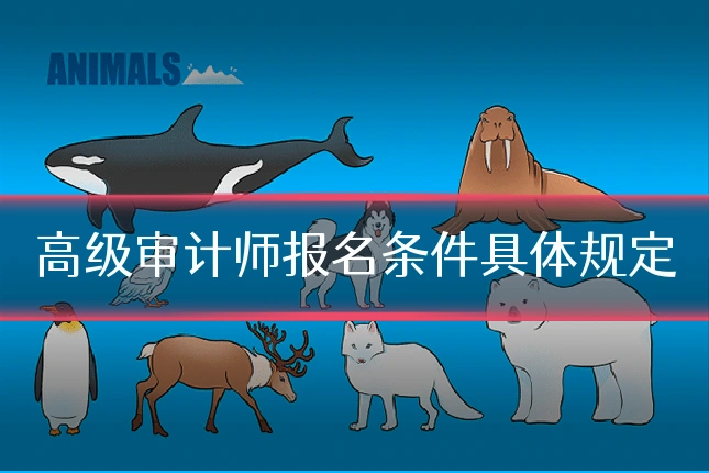 高级审计师报名条件具体规定