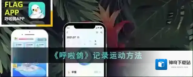 呼啦鸽点击