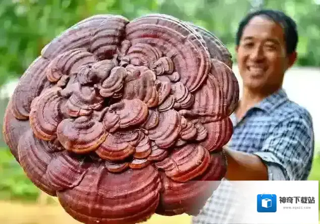 支付宝生长周期